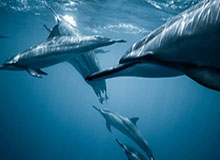 弹无虚发！邓肯-罗宾逊在训练师指导下进行专项三分球投射训练